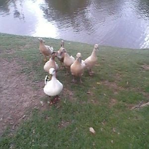 Hospital ducks
