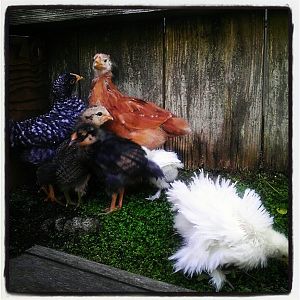 All Chicks are just over a month.