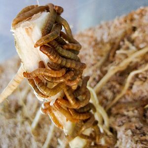 Mealworms on Carrot