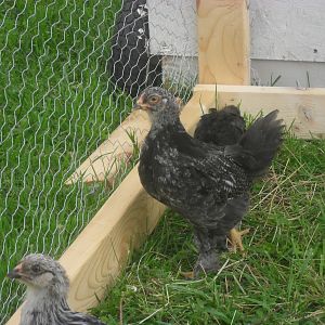 Sasha (i think it maybe a roo)