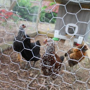 My last batch of chickens in their coop.
Curiosity, Storm, Mango, and Cleopatra >>RIP we miss you
A fox diug under the coop and killed them all  D':