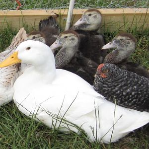 Madea (Pekin), Chilly (Mallard female), Muscovy babies and some chickies.