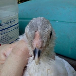 Smokey chicken 1 comb easter egger