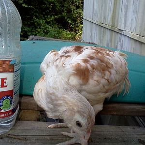 White chicken 3 side view