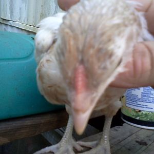 White chicken 3 comb