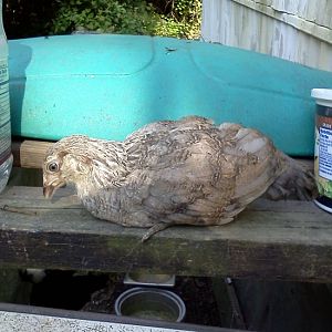 Hawk chicken 2 side view
