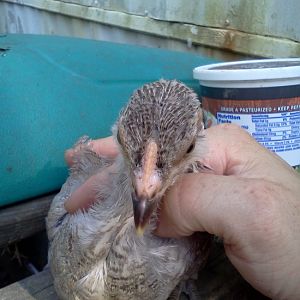 Hawk chicken 2 comb