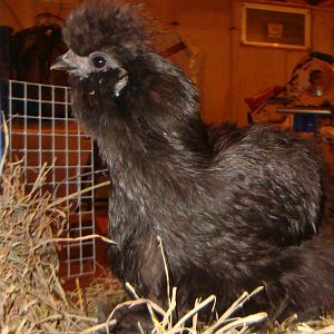 silkie2.JPG
Morticia... one of my new gals.