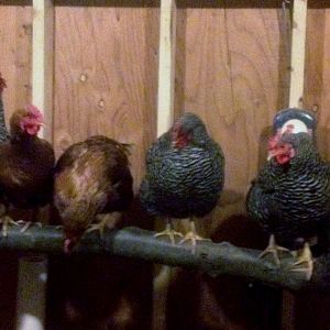 Some of the girls roosting for the night.  I finally figured out this would help save cleanup in the AM.  Instead of sleeping on top of the nest boxes, they sleep on the roost pole and poop into the pine shavings below.  We love the DLM :)