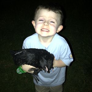 My son helping me move the little hens to the main coop. Don't worry, I have an area blocked off so the older birds can get used to the little birds. Here he is holding Sage a 9 week old Black Australorp hen.