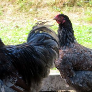 Blue Laced Red Wyandotte