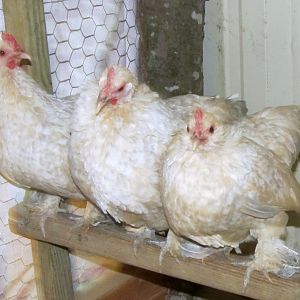 Porcelain D'Uccle Hens