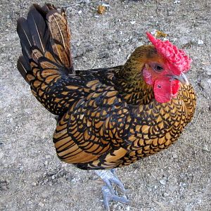 *Conway* Golden Sebright Rooster
