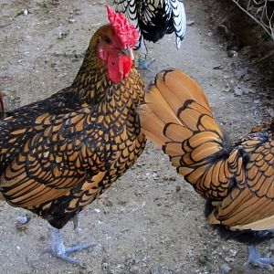 *Conway & Loretta* Golden Sebright