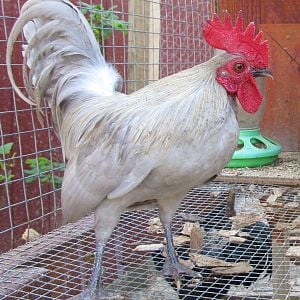 *George* Self Blue Old English Rooster