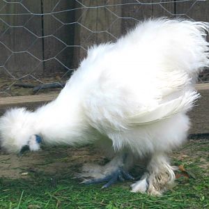 *Maude* Silkie Hen