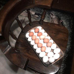 Very excited when the girls started laying!
These are all the eggs that we collected over the course of two days.