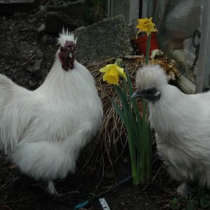 Pootle and Posey, two of my white silkies