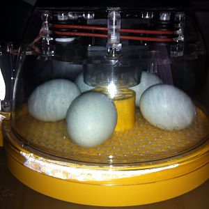 5 cream legbar eggs in lockdown - 5 May