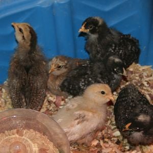 Here are my "chicks" at 3 & 1/2 weeks old.