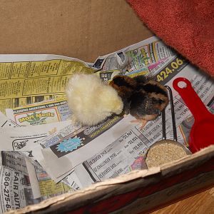 Day one at home on 3/9/2012. I picked out my first two banty chicks from Del's .. One is a white Silkie and the other is ? maybe a brassy back Old English Game Hen......