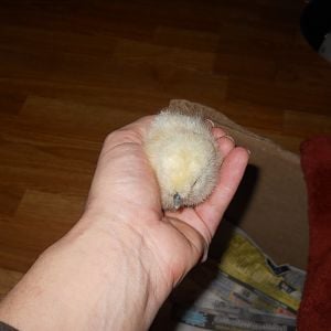 Day one at home on 3/9/2012 .. Hatched on 3/6/2012 and Purchased from Del's in Port Orchard Washington.. This banty looks like a little fluffball... It is a white Silkie..