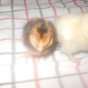 Our two new baby Banty's on thier first day home at 3 days old.. they are doing very well.. A white Silkie and not sure of the other banty's breed.  Our chicks are very spoiled, we hand raise them and they have a lot of socialization..   Chirp Chirp , Beep Beep is Ken and my way to talk to them and they know we are there.