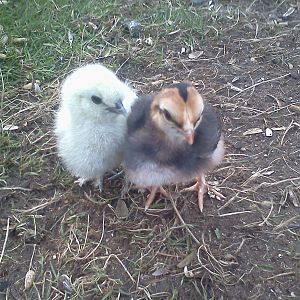 Our Banty's first day outside...