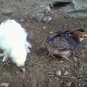 Our banty's first day outside to explore