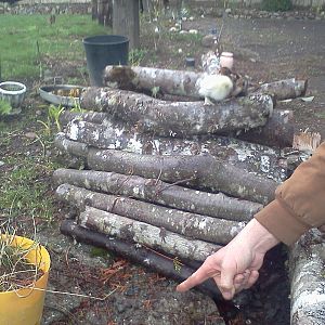 Ken Pointing to worms as the banty's are exploring outside for the first time