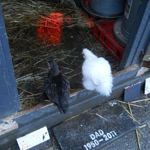 Learning how to go into the coop..