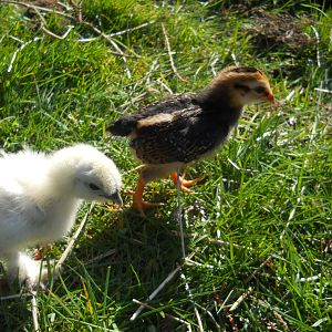 Confidence, they are really enjoying exploring outside now.