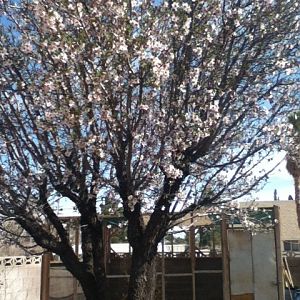 Almond tree blossoming