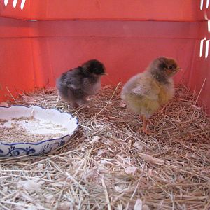 The peeps at 5 days old