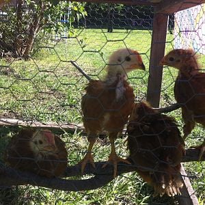 In their protected chicken run at 4 1/2 weeks