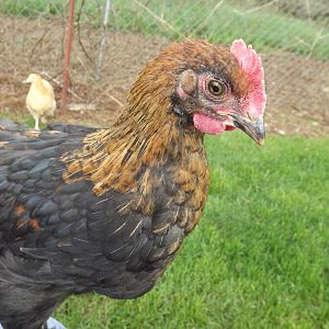 John Wayne, one of the BCM's I have now traded for another pullet. the Welsummer