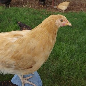 Buff Orpington... Possibly the one in my favorite tea cup picture.