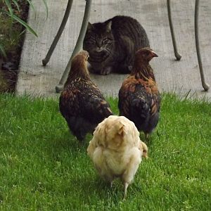 My cat Pepper is intrigued by the chickens, they are very curious about him too.
