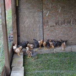 here is my first flock