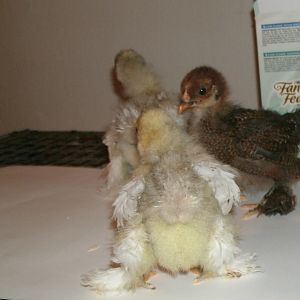 Isn't that the cutest lil chicken butt you've ever seen?
bantam Cochins