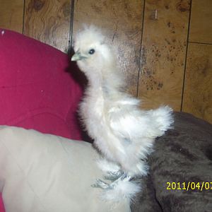 when the silkies first starting getting their feathers