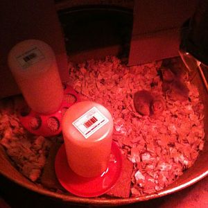 5 reds in the brooder...born 4/30/12