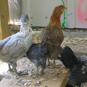 our Ameracaunas. from the left they are: Kylie, Fuzz Nugget, Liner and Booger Bear