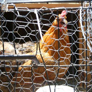 Our poor Red who gets picked on is recovering in our mini tractor