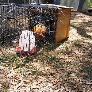 Mini tractor made from a medium dog Kennel, Recycled white pine shelving with wheels so it can be easily raised and moved. Currently our injured red hen is recovering in this