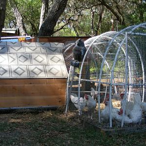 My third Coop made from recycled store shelving it is A frame and one half of the roof opens to gather eggs.