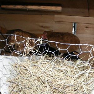 the inside of the stilt coop we used five gallon buckets cut in half for nesting boxes