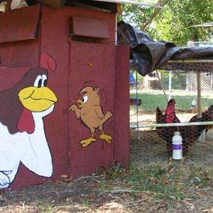 My First coop made from scrap wood  an old above ground pool frame and a five dollar gallon of paint from home depot