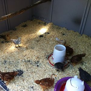 I moved the chicks to their new larger living quarters.