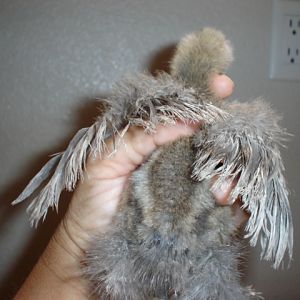 chick #1 @5wks